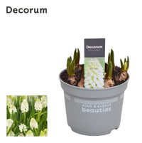 Grape Hyacinth | White Magic (in flower)