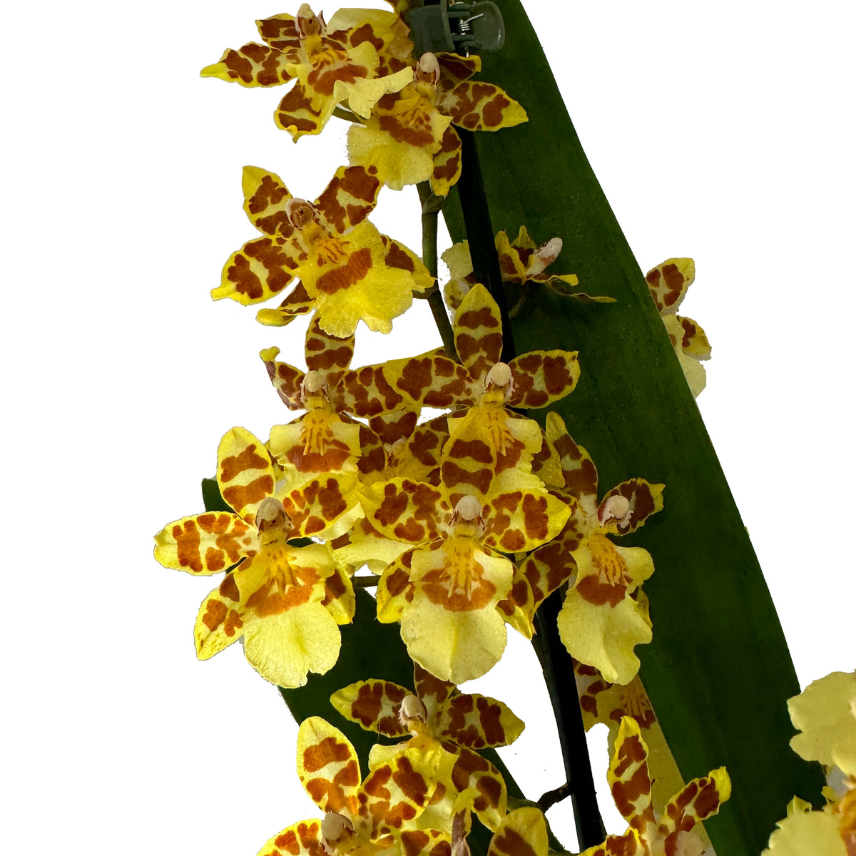 Colmanara Orchid | Burkhard Holm