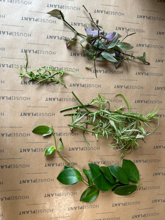 Chop and Prop Set 4 | Unrooted Cuttings | Clearance Plants