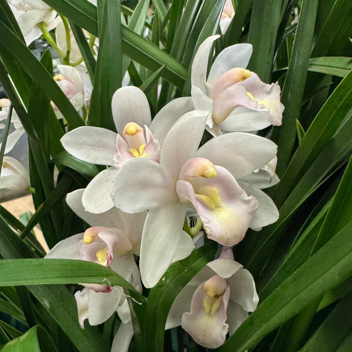 Cymbidium Orchid | White