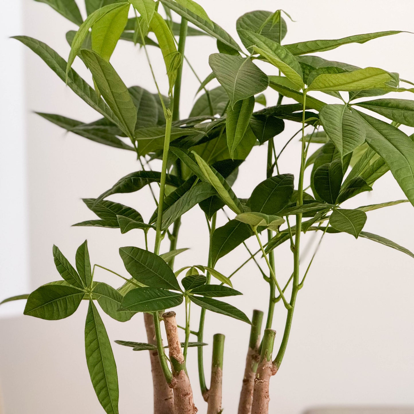 Money Tree | Straight Up!