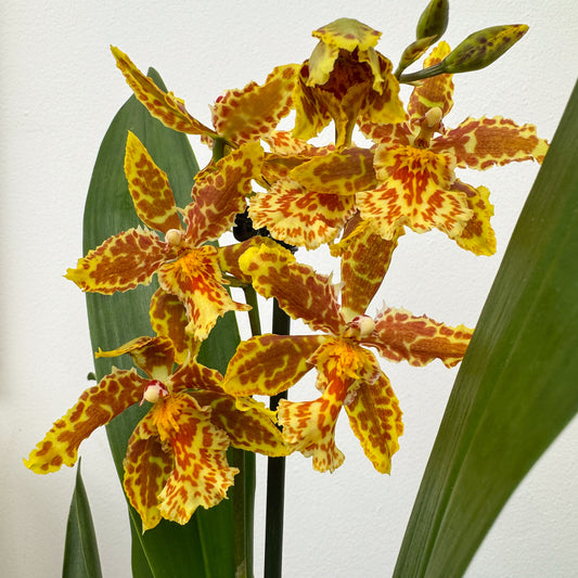 Cambria Orchid | Zesty | Potted Houseplants
