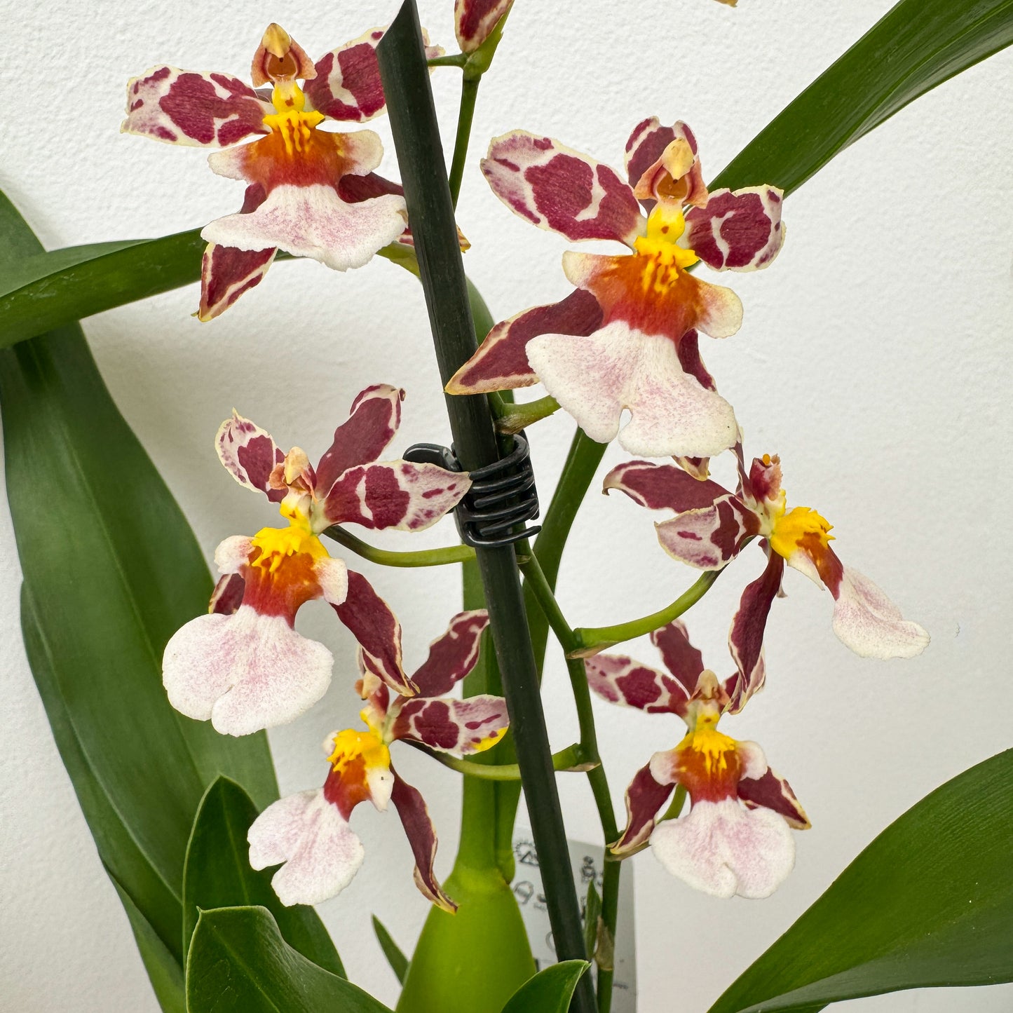 Cambria Orchid | Cookies