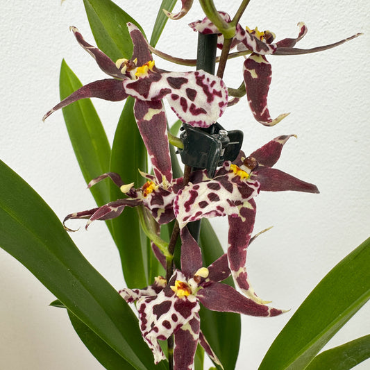 Butterfly Orchid | Titanium Gothic | Potted Houseplants