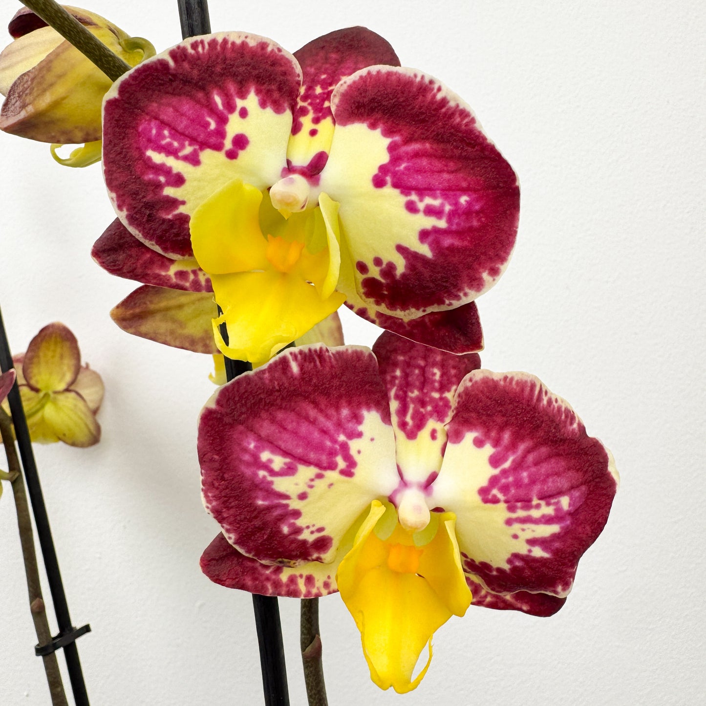 Phalaenopsis Orchid | Bee Happy