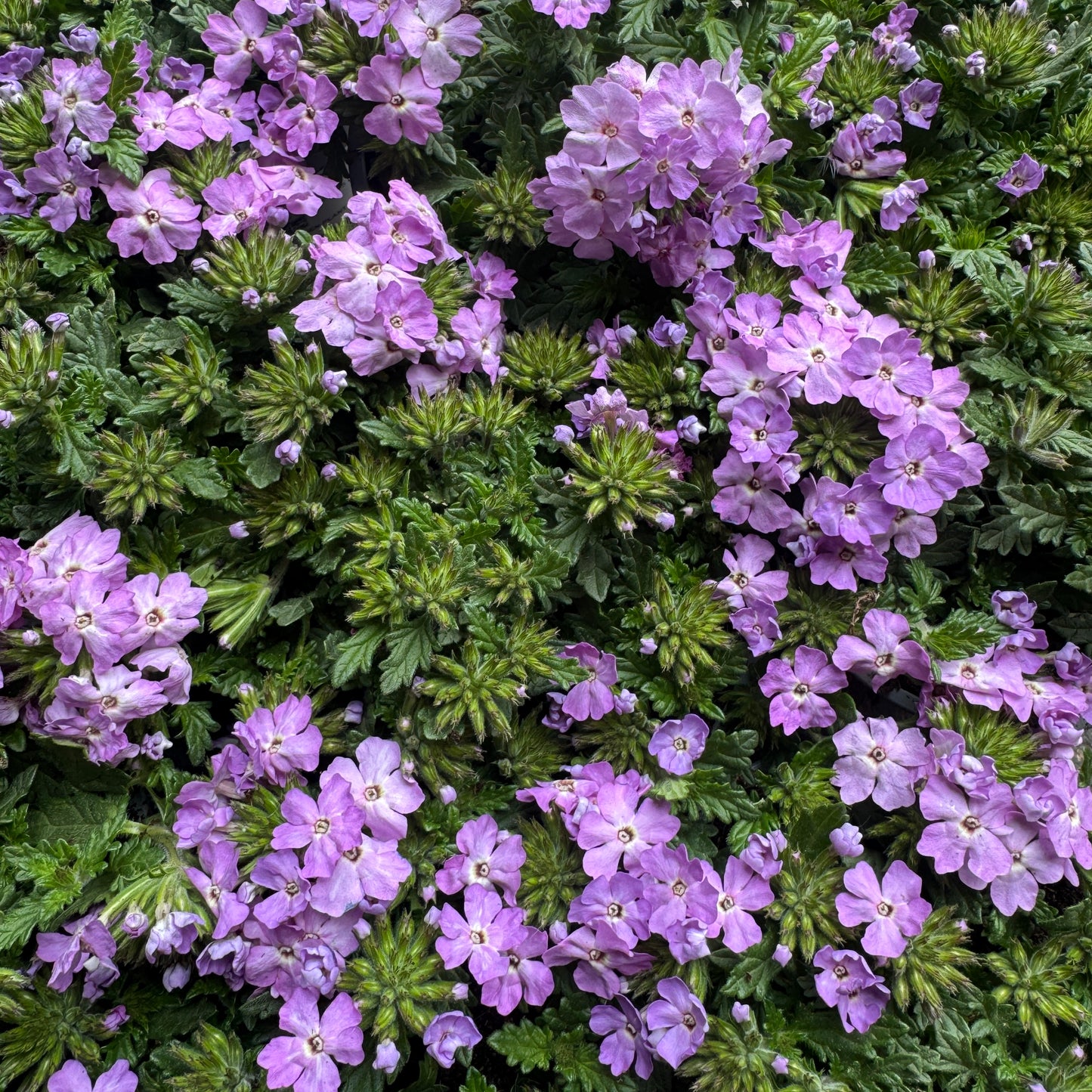 Trailing Verbena | Surprise Colour | Outdoor Plant