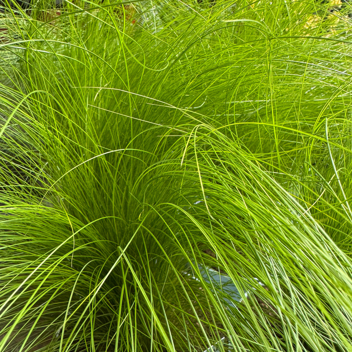 Pony Tail Grass | Outdoor Plant