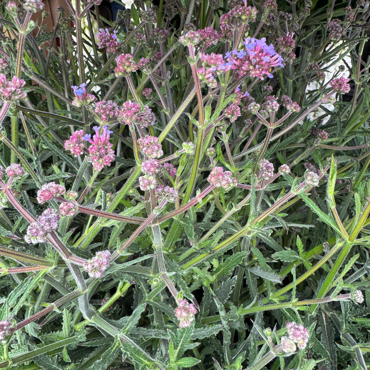 Verbena | Purple | Outdoor Plant