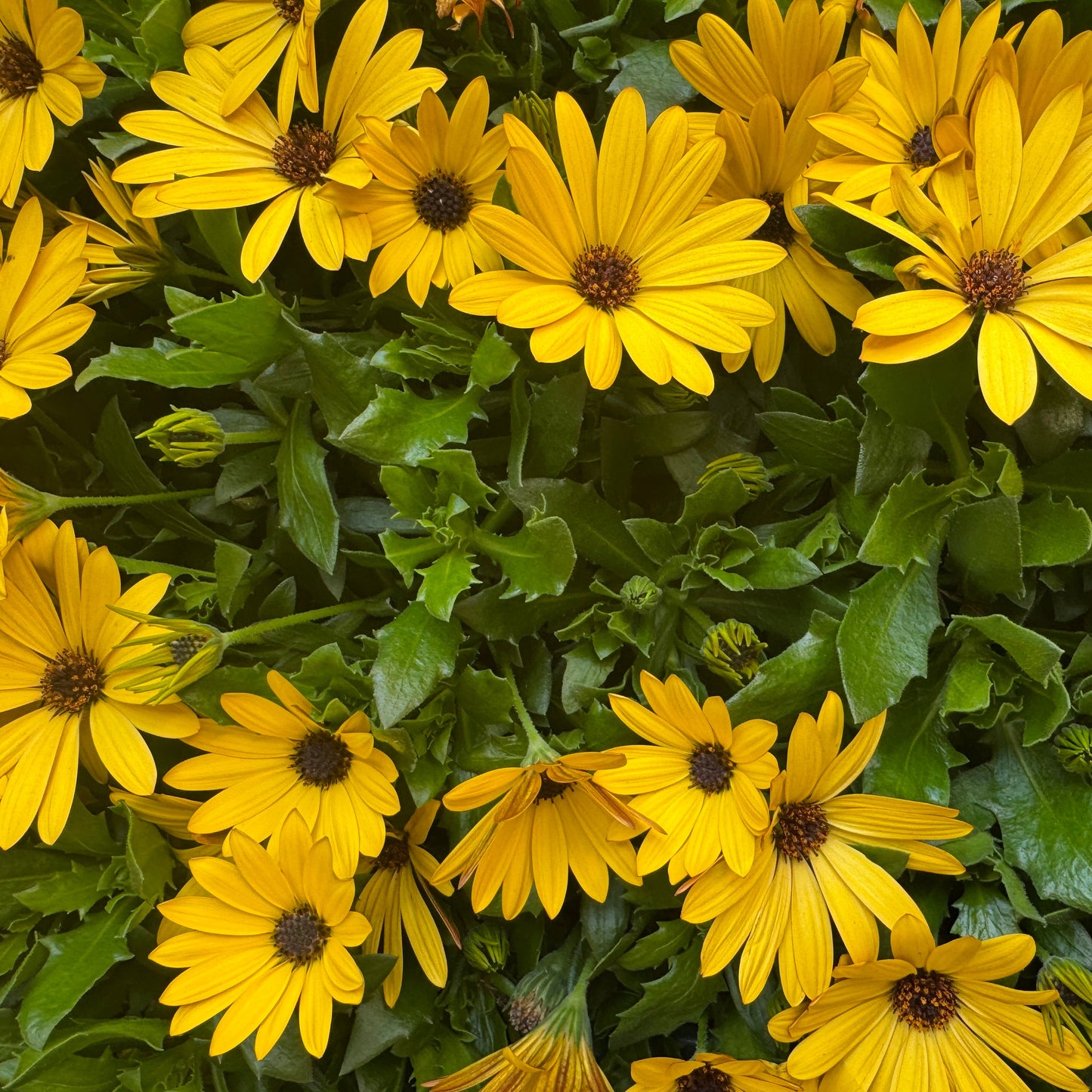 African Daisy | Surprise Colour | Outdoor Plant