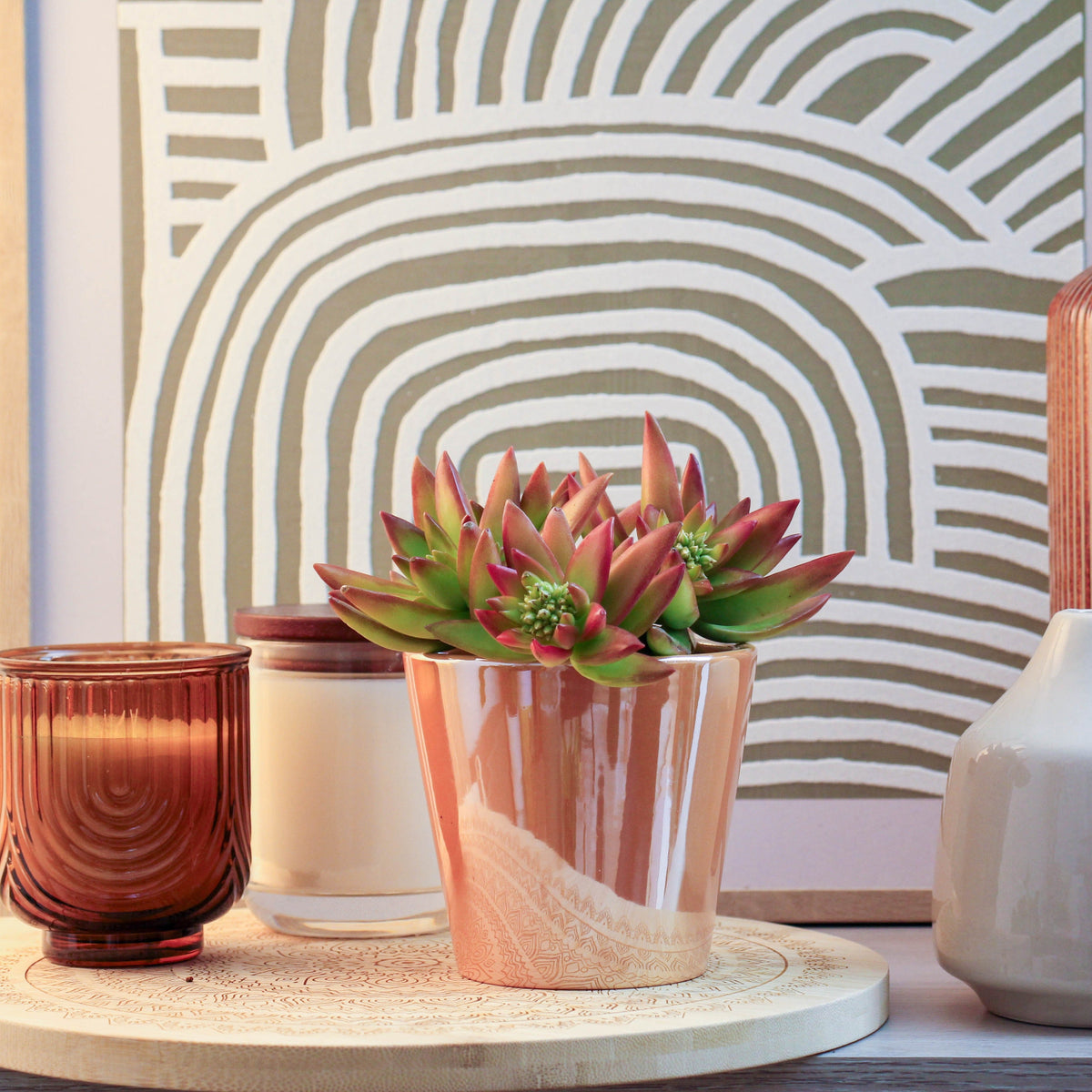 Sedum | Firestorm