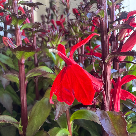 Lobelia | Starship Scarlett | Outdoor Plant | Outdoor Plants