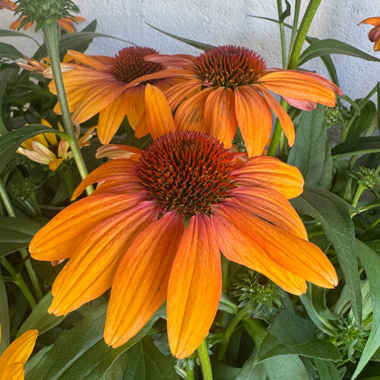 Echinacea | Sunseek Mineo | Outdoor Plant | Outdoor Plants