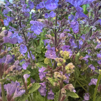 Nepeta sibirica Siberian Catmint outdoor plant with blue lavender flowers