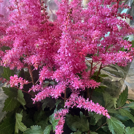 Astilbe | Pink | Outdoor Plant | Outdoor Plants