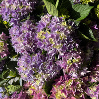 Hydrangea | Purple