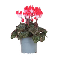 A fascinating Indiaka Red Cyclamen plant in a grey plastic nursery pot, with vibrant non-variegated green leaves and red-white central blooms.