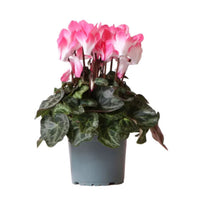 A fascinating Indiaka Salmon Cyclamen plant in a grey plastic nursery pot, with vibrant non-variegated green leaves and pink-white central blooms.