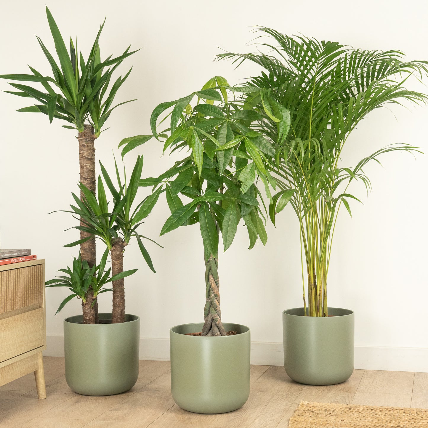 Prosperity Trio | Plant Bundle