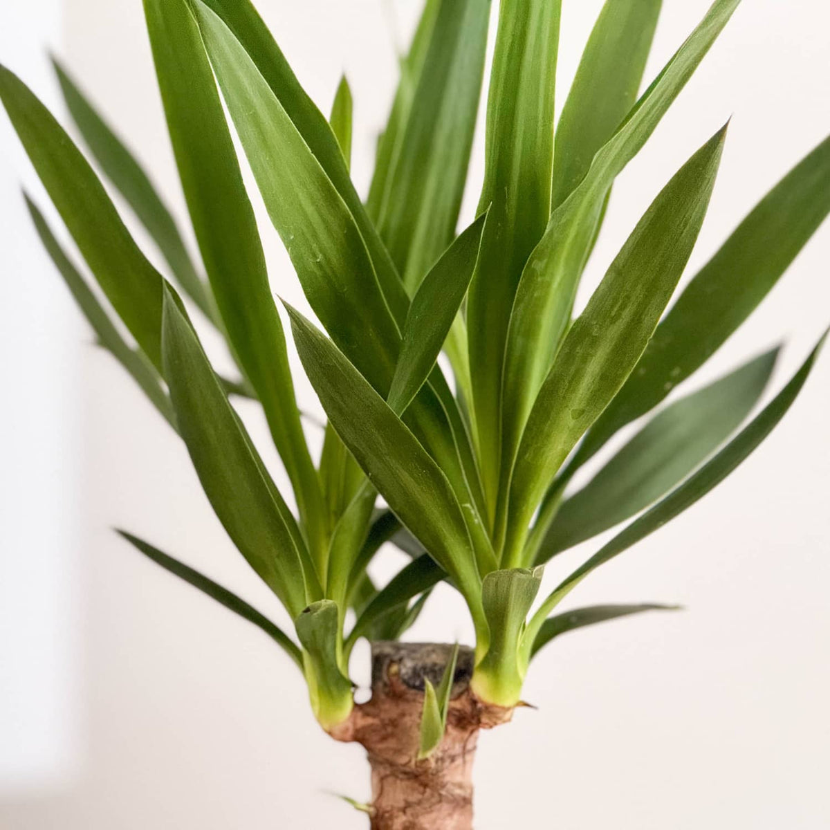 Yucca