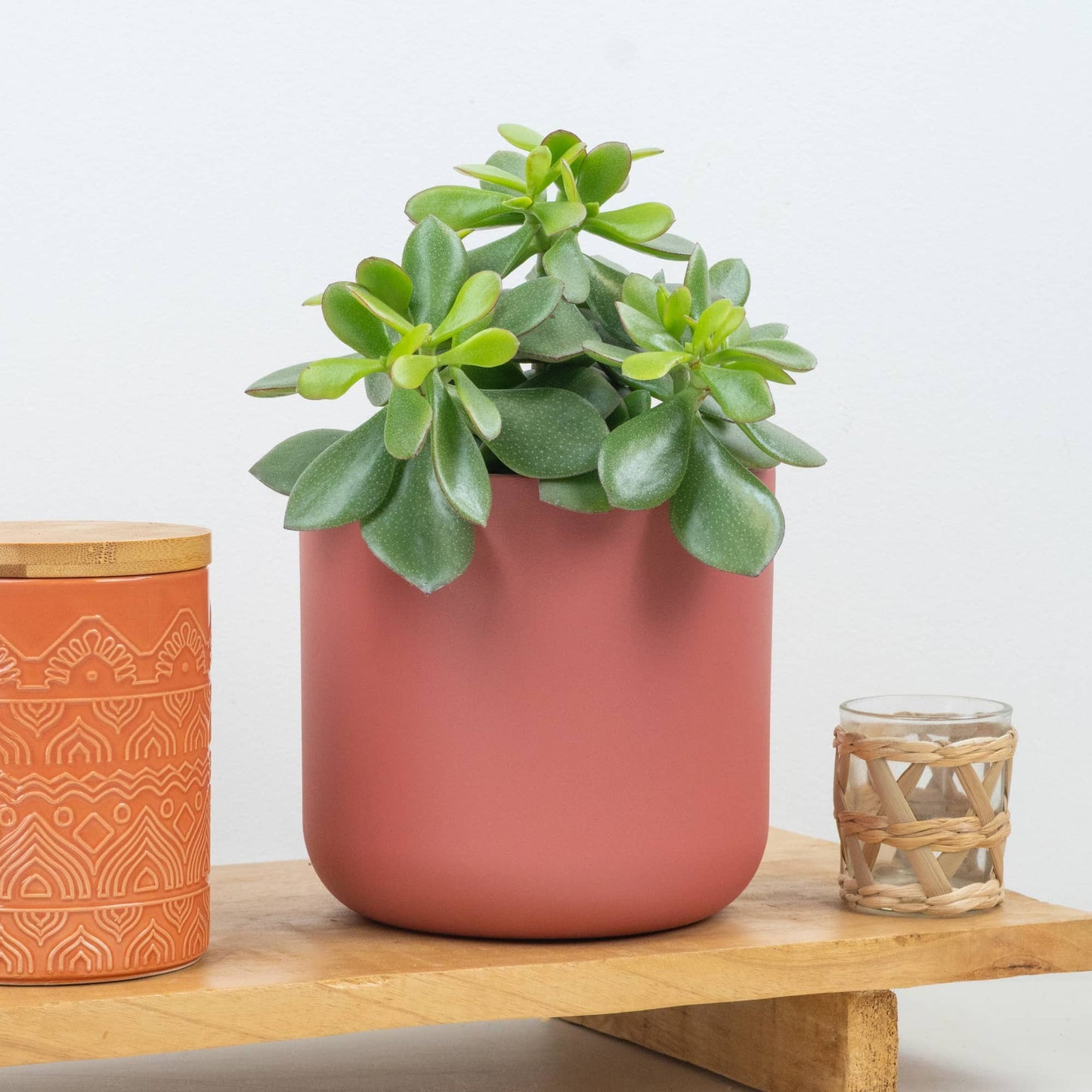 Jade Plant | Minerva