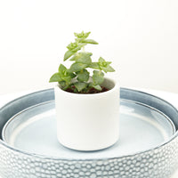 A stunning 'Spade' Jade Plant in a cosy decorative pot sold separately. Great for beginners and for gifting, there's plenty to admire with this variety!