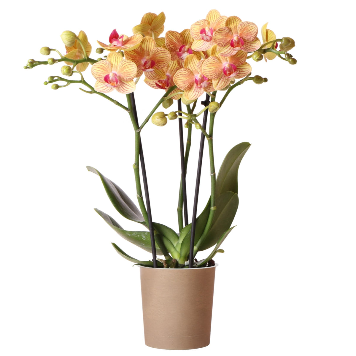 Phalaenopsis Orchid | Jamaica