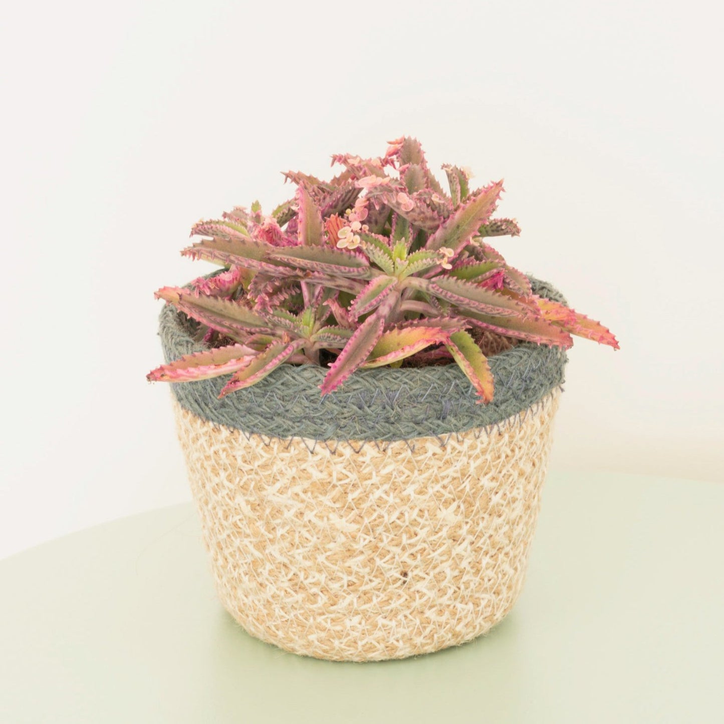 Pink Mother Of Thousands | Pink Butterfly | Hard To Find