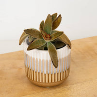 A lovely succulent Kalanchoe Panda Plant in a ceramic decorative pot.