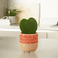 An adorable Hoya 'Kerrii' Succulent Heart Shaped Green Houseplant in a decorative ceramic pot with feet (sold separately)