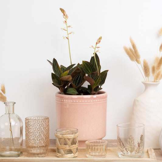 Jewel Orchid | Potted Houseplants