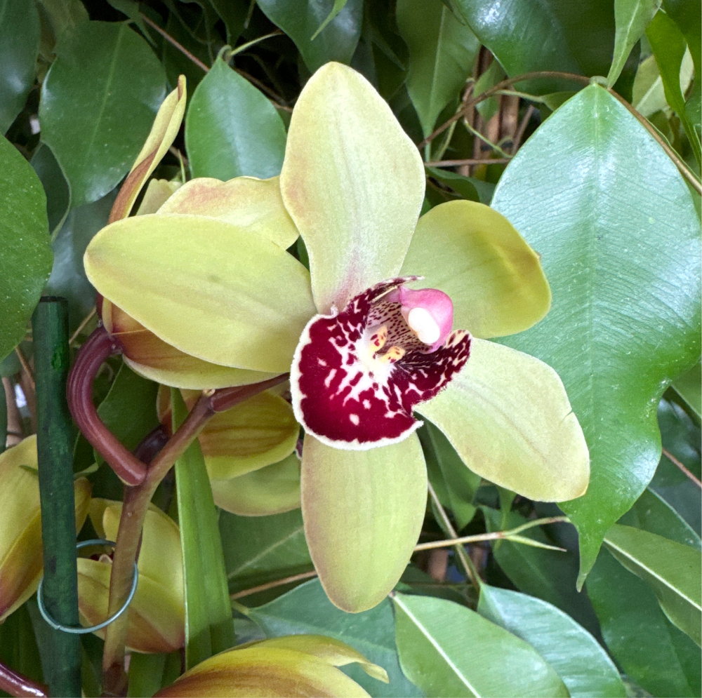 Cymbidium Orchid | Lemon Mint