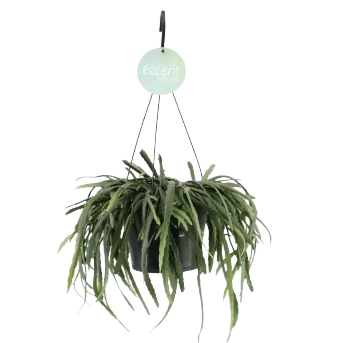 Bolivianum Forest Cactus