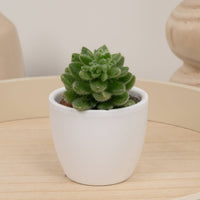 A cute Little Missy Succulent plant in a decorative ceramic white pot - sold separately. This variety is ideal for beginners due to its low maintenance!