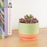 A stunning 'Royal Flush' Living Stones Plant in a decorative pot - sold separately.