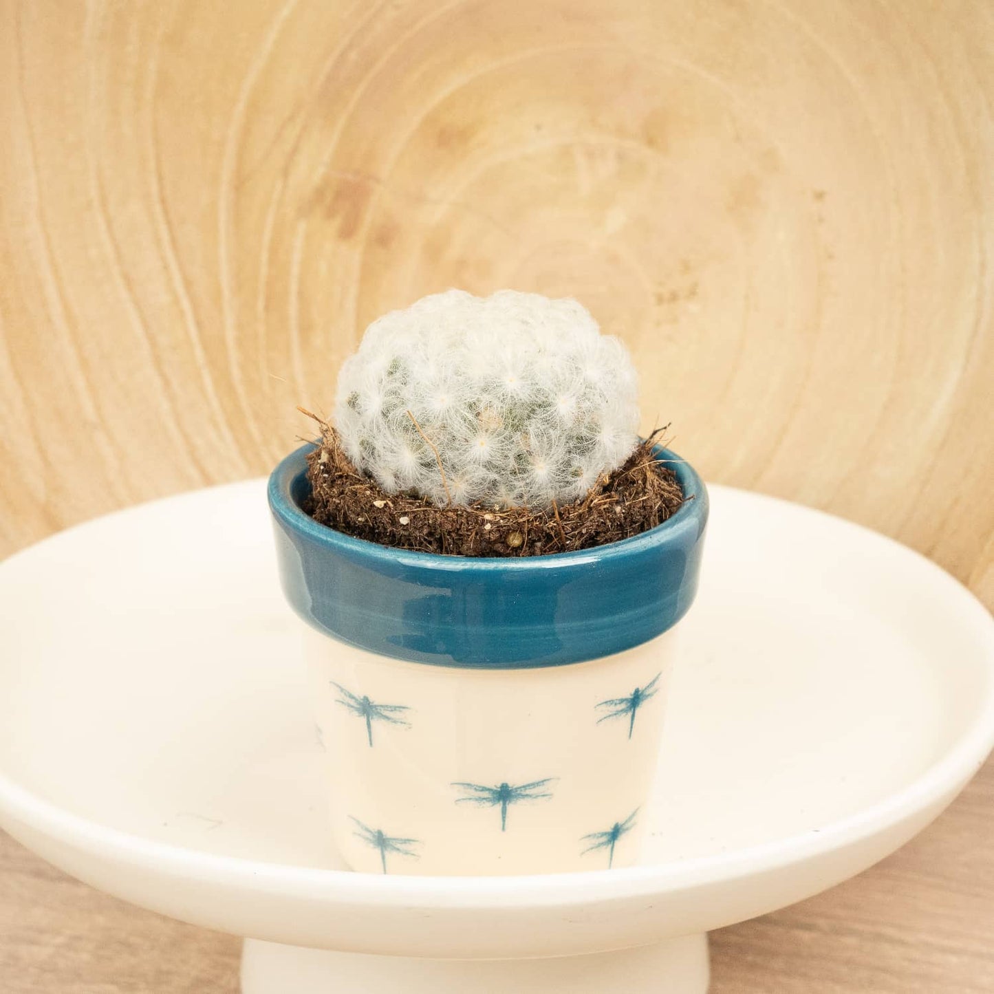 Feather Cacti