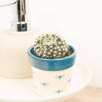 Mammillaria Schiedeana - Feather Cactus - in a decorative ceramic pot. Best identified through its rounded appearance, green fleshy core and distinct white spines that are sure to captivate!