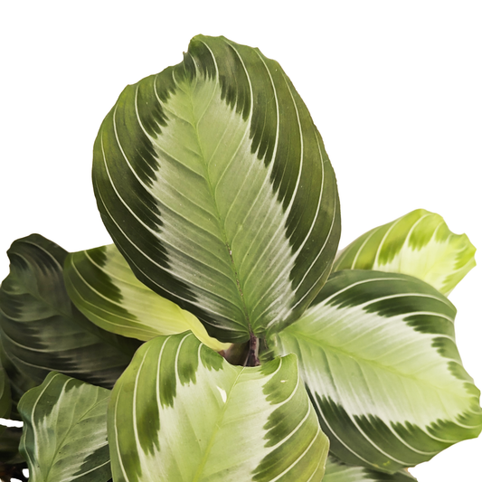 Prayer Plant | Silverband Exclusive Dark | Rare Plant | Exotic & Tropical Plants
