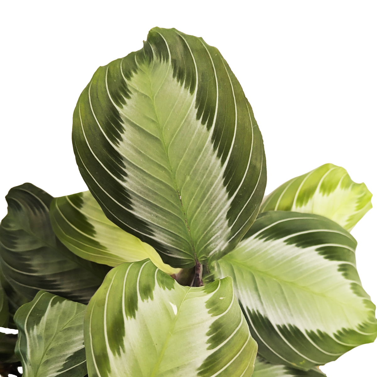 Prayer Plant | Silverband Exclusive Grey | Rare Plant
