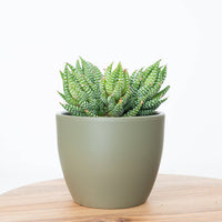 A fantastic Margaritifera Haworthia Zebra Cactus Plant sitting in an olive coloured ceramic pot, atop a wooden table.