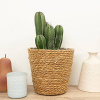 A lovely Marginatocereus Marginatus - also known as the Mexican Fencepost Cactus. Great for beginners with their easy care and sure to inspire with their distinct dark green column stems, there's plenty to love with this variety! Please note decorative pots are sold separately.