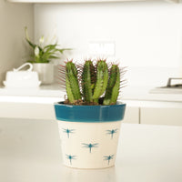 A beautiful Milk Barrel Cactus - sure to inspire & easy to care for, these are perfect for new growers and great for gifting!