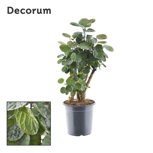 Ming Aralia | Fabian | Potted Houseplants
