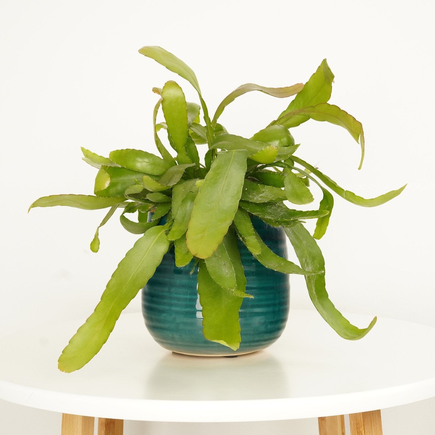 Mistletoe Cactus | Red Coral