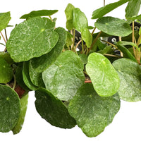 Sugar Pilea Chinese Money Plant