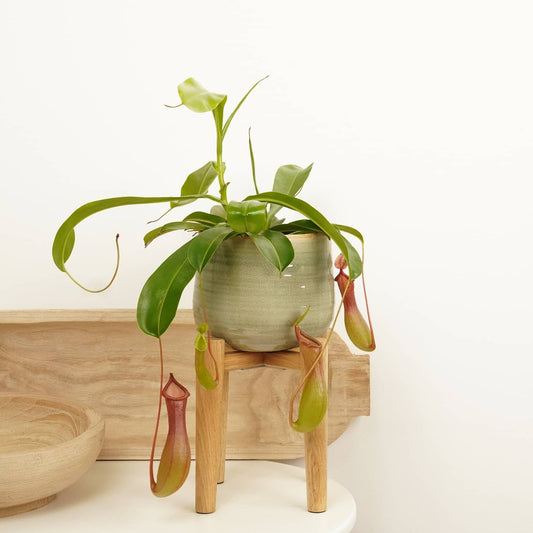 Monkey Jars | Alata | Potted Houseplants
