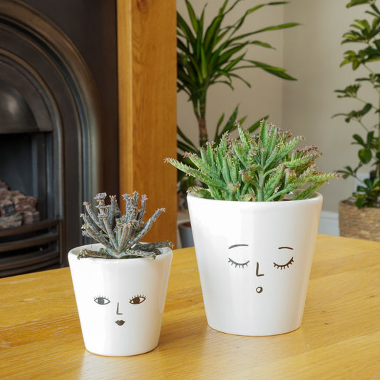 Mother Of Thousands | Potted Houseplants