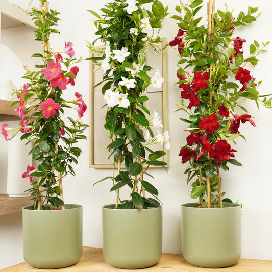Rocktrumpet Vine | Hot Pink | Potted Houseplants