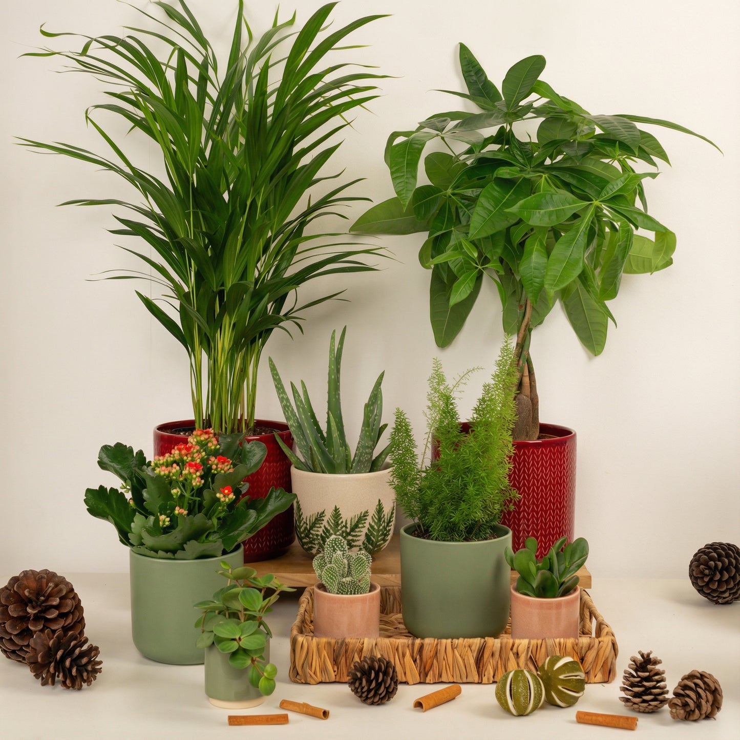 Hearth & Home | Plant Bundle