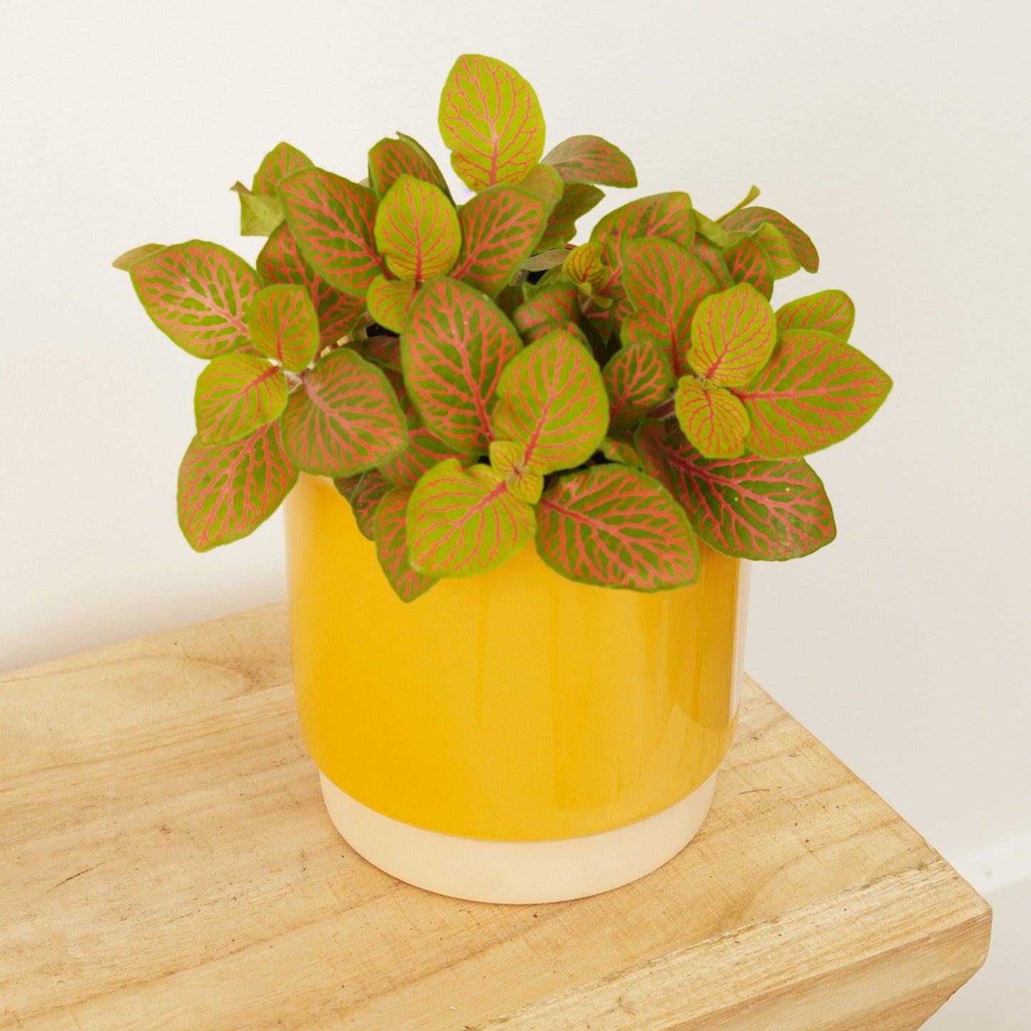 Nerve Plant | Skeleton Red