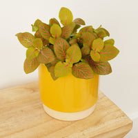 A captivating 'Skeleton Red' Fittonia Nerve Plant, admired for their distinct veiny red patterns atop their light green foliage. This plant is shown in a decorative yellow 'Eno' ceramic plant pot which is primarily sold separately.